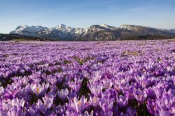 Čarobna Velika planina s polji žafrana